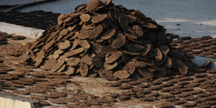 Exchanging gift wrapped packets of cow dung online
